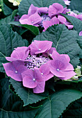 Hydrangea macrophylla (Hydrangea)