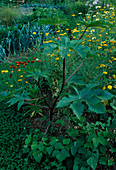 Ricinus communis (Wunderbaum, Palma Christi) hinten Gemüsebeet