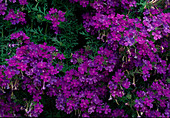 Verbena Tapien 'Violet' (verbena)