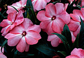 Impatiens New Guinea 'Coral Ice 2003' (Sweet lily)