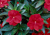 Impatiens 'Fuso Red' (Sweet lily)