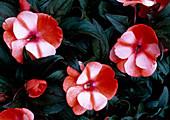 Impatiens Neu-Guinea 'Paradise Orange' Neptis '(Edellieschen)