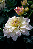 Dahlia 'Gallery Degas' (Dahlie)