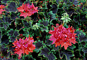 Pelargonium zonale 'Exotica Happy Orange' Stellar-Geranien