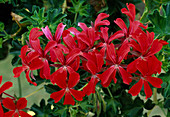 Pelargonium 'Cascada Brilliant'