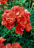 Pelargonium zonal 'Tango Orange' (Standing Geranium)