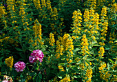 Lysimachia punctata (Goldfelberich) mit Rose