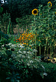Bauerngarten mit Helianthus (Sonnenblumen), Cosmos sulphureus (Schmuckkörbchen) und Ammi majus (Knorpelmöhre)