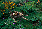 Farm garden with vegetables and summer flowers, beans (phaseolus), calendula (marigolds), cosmos sulphureus (jewelweed), basket with freshly harvested vegetables in wheelbarrow, garden tools, paths with clover