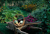 Holzschubkarre mit Gartengeräten und Korb mit frisch geerntetem Gemüse in Bauerngarten