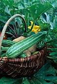 Freshly harvested courgettes 'Cocozelle' (Cucurbita pepo) and potatoes (Solanum tuberosum) in basket