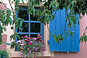 Kasten mit Lobelia (Männertreu), Impatiens walleriana (Fleissigen Lieschen) und Begonia (Begonie) vor blauem Fenster mit Fensterladen