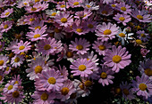 Argyranthemum 'Comet Pink' (Margeriten)