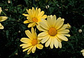 Argyranthemum 'Butterfly'