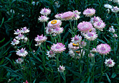 Strohblume (Helichrysum) 'Pale Pink'