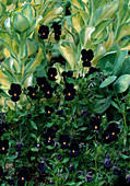 Viola tricolor 'Bourles Black', Sedum alborescum (stonecrop)