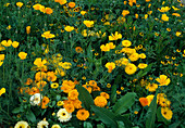 Gelbes Beet mit Einjährigen : Calendula (Ringelblumen), Eschscholzia (Goldmohn) und Sanvitalia (Husarenknoepfchen)