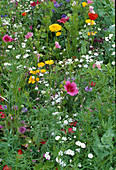 Flower meadow: Malva (mallow), Gypsophila (baby's breath), Eschscholzia (golden poppy), Papaver (poppy)