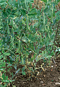Garden pea with branches as support in the bed
