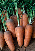 Carrots, Carrots 'Oxhella' (Daucus carota)