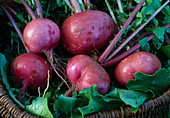 Freshly harvested and washed radish (Ilka) - Rhaphanus sativus - in basket