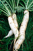 Freshly harvested radish 'Minawase Summer Cross' - Rhaphanus sativus f1