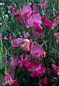 Lathyrus odoratus mammouth 'Pink' / Duftwicke