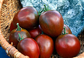 Tomate 'Noire de Crimee' (Lycopersicon) im Korb