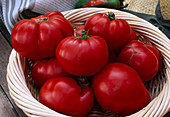Frisch gepflueckte Tomaten 'Beefmaster' f1 (Lycopersicon) im Korb