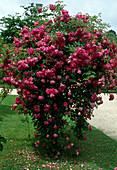 Rosa wichuriana 'Alexandre Girault' Kletterrose, Ramblerrose, einmalblühend, nach Apfel duftend