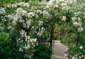 Rosa 'Sir Cedric Morris' Climbing rose, single flowering, sweet fragrance
