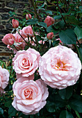 Rosa 'Sexy Rexy' syn. 'Heckenzauber' Floribunda, repeat flowering, delicate fragrance