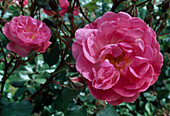 Rosa 'Kathleen Ferrier' Shrub rose, repeat flowering, light fragrance