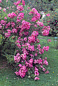 Rosa moschata 'Mozart' (Moderne Strauchrose), öfterblühend, leichter Duft, bis 1, 50 hoch und breit