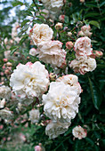 Rosa 'White Dorothy', syn. 'White Dorothy Perkins' Climbing rose, rambler rose, somewhat late-blooming, weak fragrance