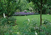 Garten im Sommer mit Nigella damascena (Schwarzkümmel), Nepeta (Katzenminze), Rosa (Rosen)
