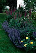 Perennial bed with Digitalis purpureus (foxglove) and Nepeta (catmint)