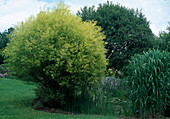 Silberweide (Salix alba) 'Aurea', Chinaschilf (Miscanthus floridulus) 'Axel Olsen'