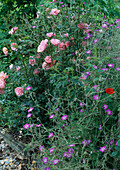 Geranium robustum (Storchschnabel), Rosa 'Denise Grey', Strauchrose, öfterblühend