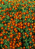 Tagetes tenuifolia 'Red Carpet (Studentenblume)