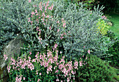 Salix repens 'Dart's Silver' (Silber-Kriechweide , Weide), Diascia vigilis (Elfensporn)