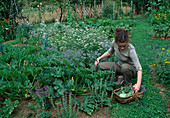 Woman harvesting courgettes (Cucurbita pepo)