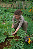 Frau erntet runde Zucchini (Rondini, Cucurbita pepo), hinten Beet mit Bohnen (Phaseolus), Weg mit Klee statt Rasen