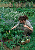 Woman harvesting courgette (Cucurbita pepo)