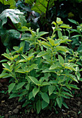 Lemon basil 'Lemon' (Ocimum basilicum)