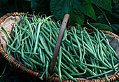 Phaseolus vulgaris 'Tarot' (bush beans)