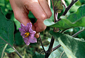 Blüte von Solanum melangena (Aubergine)