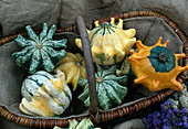 Cucurbita spp 'Griffes du diable' (Zierkürbisse, Kronenkuerbisse im Korb)