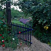 Offenes blaues Gartentor als Eingang, Papaver rhoeas (Klatschmohn) wächst im Kies, Bete mit Nepeta (Katzenminze) und Rosa (Rosen)