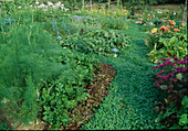 Gemüsegarten - Beete getrennt durch Wege mit Trifolium repens (Klee) als Rasenersatz, Salat (Lactuca), Fenchel (Foeniculum), Sellerie (Apium), Kürbisse, Zucchini (Cucurbita) und Sommerblumen